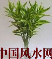 牡丹江十二生肖养什么植物最旺财运？你知道吗！